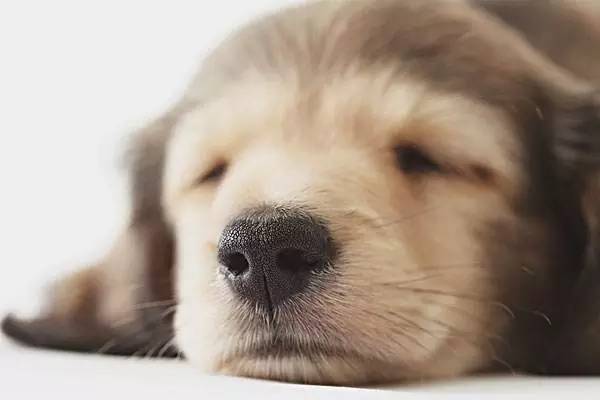 买到星期狗如何协商,同城闲鱼买到星期狗