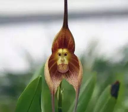 猴年说猴中猴的特点,猴年说猴