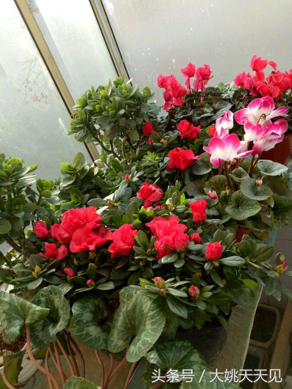 看完这些再决定要不要养猫吧,学会这几招还怕风信子养不活