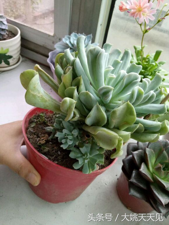 看完这些再决定要不要养猫吧,学会这几招还怕风信子养不活