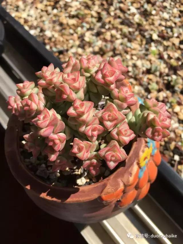 多肉是黯淡生活里的良药,多肉是解决烦恼和疲惫的良药