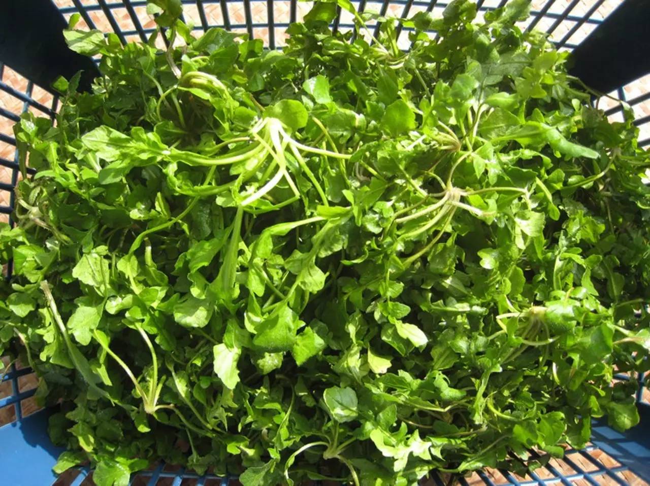 本草纲目中的荠菜,本草纲目荠菜图片