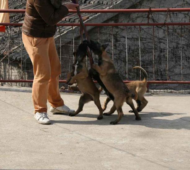 昆马犬幼犬该如何挑选,五十天马犬幼犬怎么挑选