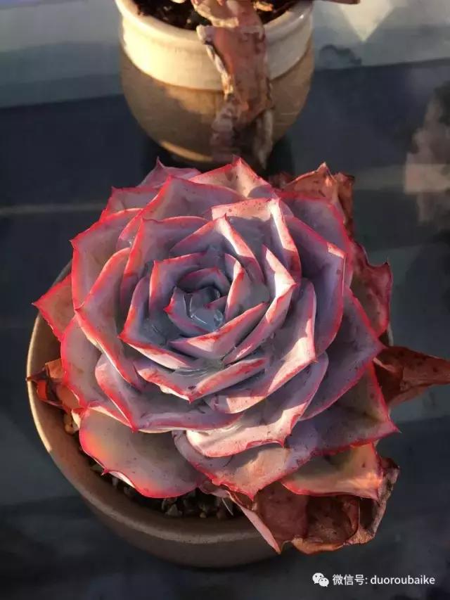 多肉是黯淡生活里的良药,多肉是解决烦恼和疲惫的良药