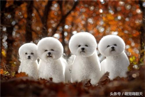 比熊拉大便拉不干净怎么办,比熊拉得稀便里有血丝