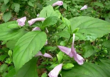 农村种植什么赚钱不愁销路安徽,农村种植什么果树好