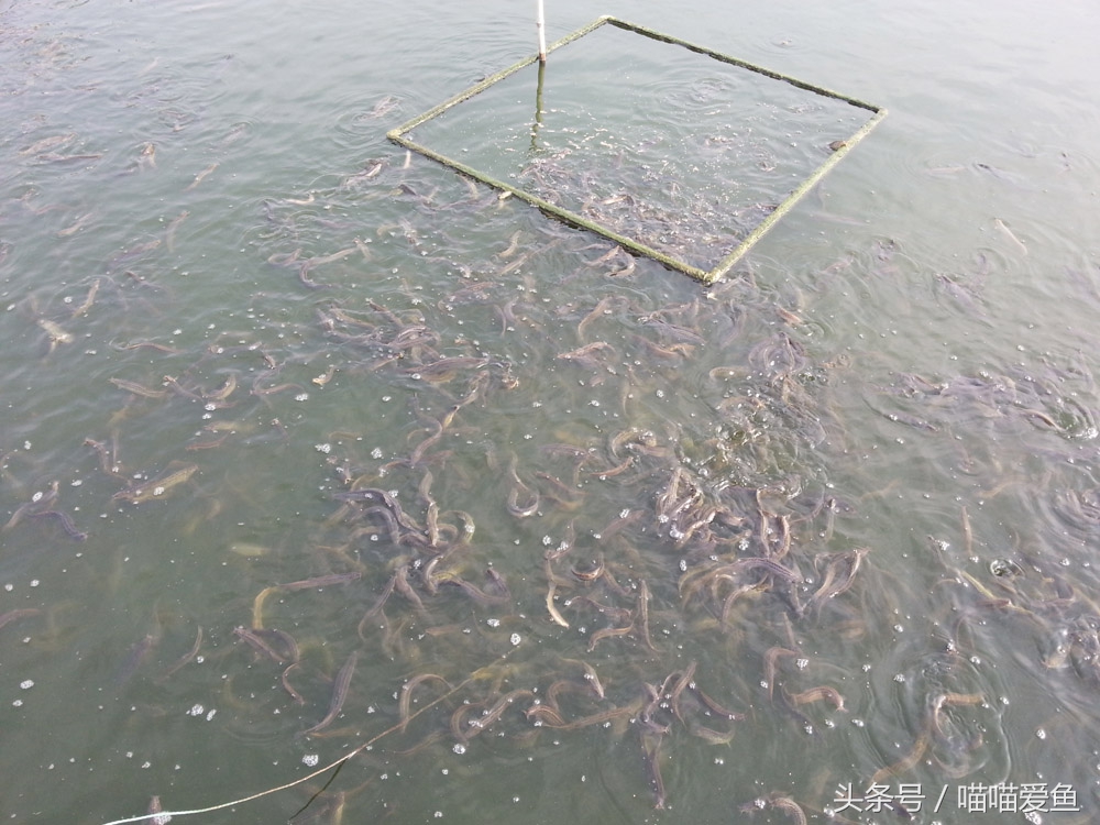 养殖台湾泥鳅能赚钱吗,泥鳅养殖技术及亩收益