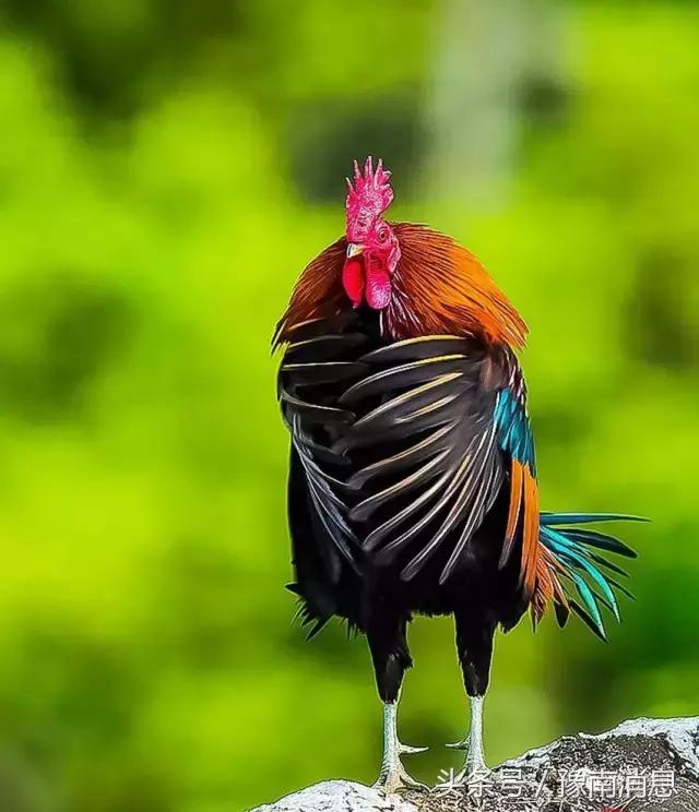 一唱雄鸡代表什么生肖,雄鸡一唱天下白什么意思