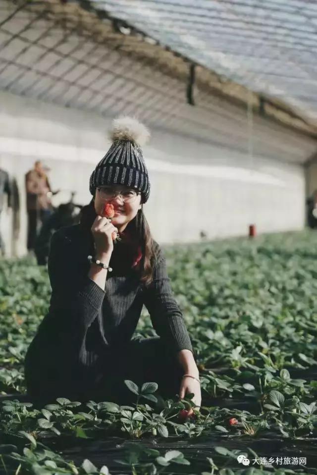 「话莓」之四：一颗草莓走红的背后