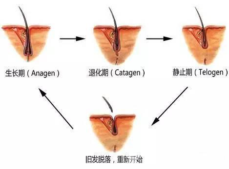 第一次化疗头发全掉光属于正常吗,化疗后不洗头能减少掉头发呢