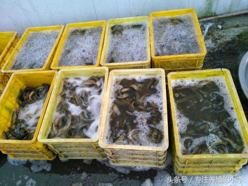 最便宜泥鳅苗,泥鳅的骗局揭秘视频