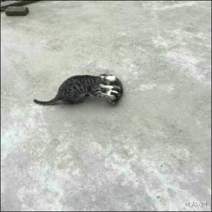 拖拉机般的笑声啥意思,笑出拖拉机般的笑声