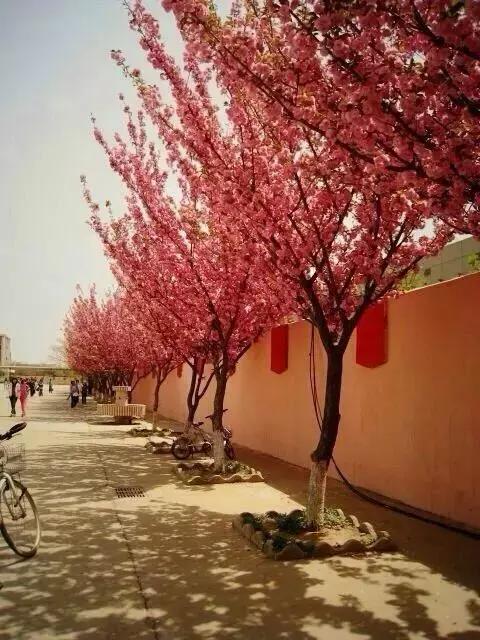 油田一中有多好,油田一中学校排名