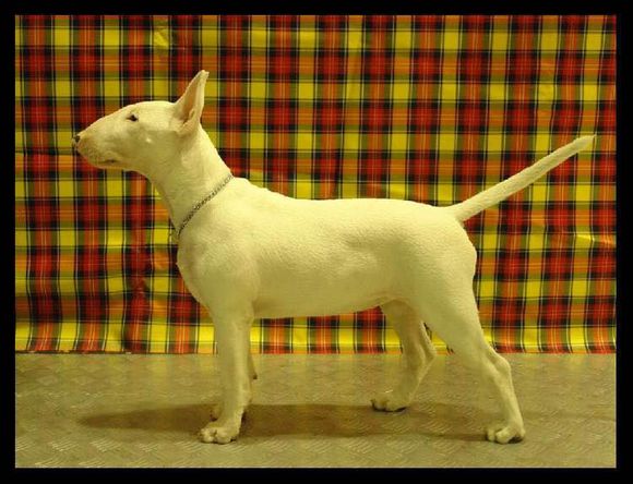 普遍的狗狗品种大全及图片,所有狗狗品种集合大全