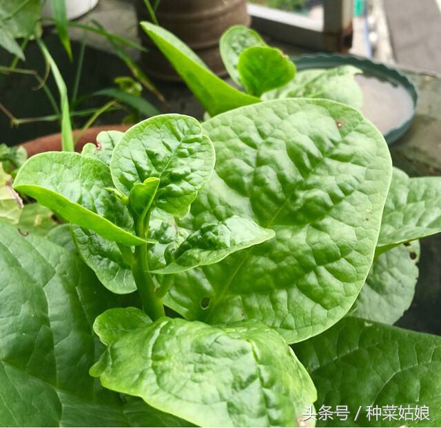 菜园菜怎么种整齐,菜园种什么蔬菜好看又简单