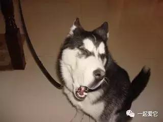 宠知识不太冷,哈士奇从小养会撒手没吗