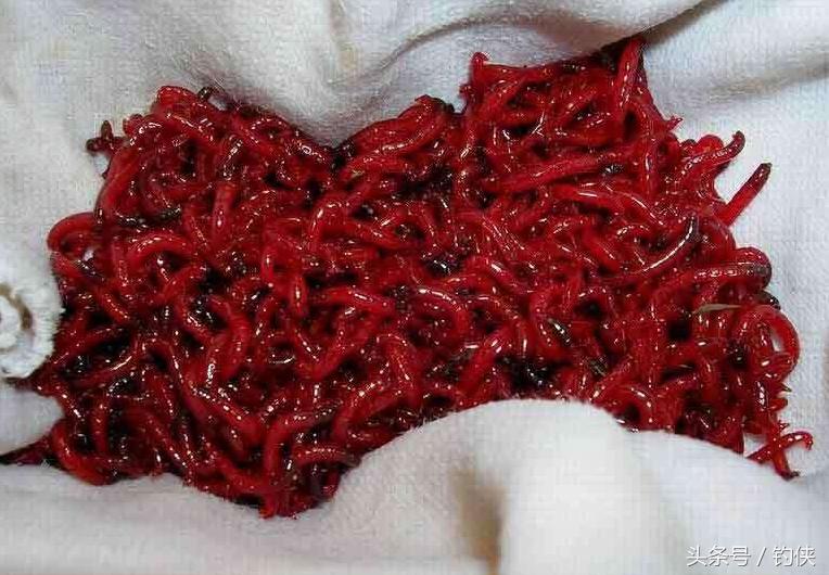 蚯蚓盒保存蚯蚓的方法,红虫蚯蚓粉的使用方法