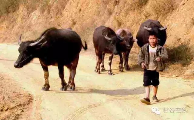甘谷历史传说,甘谷的传说或民间故事