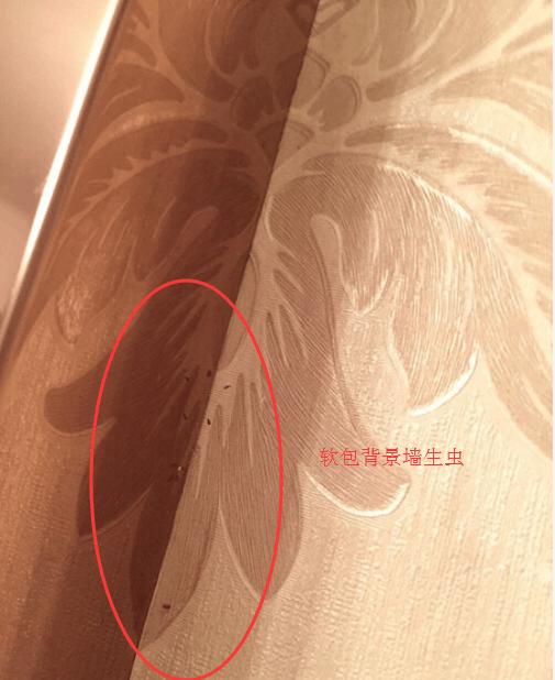 软包背景墙里面发霉怎么办,软包背景墙生虫子了怎么办