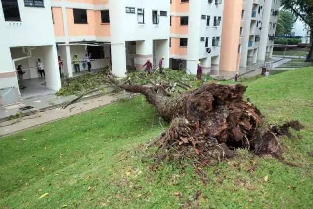 又倒了！那些年新加坡倒掉的大树，和它伤过的人