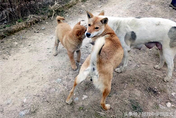 中华田园犬与东北笨狗一样吗,福建正宗中华田园犬