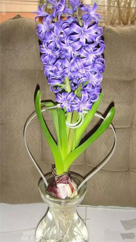 现在种风信子来得及吗,现在种风信子还行吗