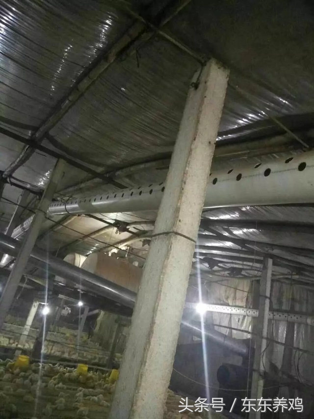 腺肌胃炎养鸡你遇到过吗,养鸡千万不要盲目跟风