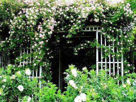 心悦君兮君不知花语,心悦君兮君不知七夕心动信号