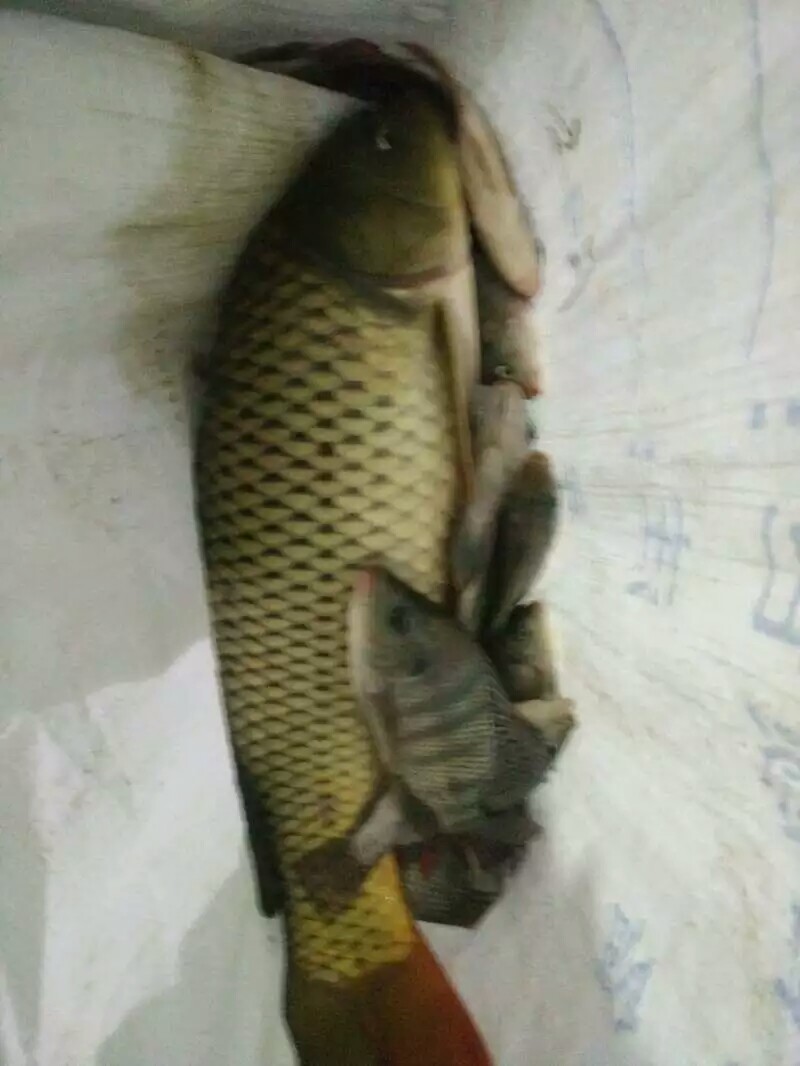 9月份鲤鱼的最好钓法,现在这个季节鲤鱼怎么钓