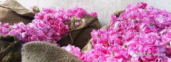 不用香水的女人没有未来英文,不用香水的女人身上有香味