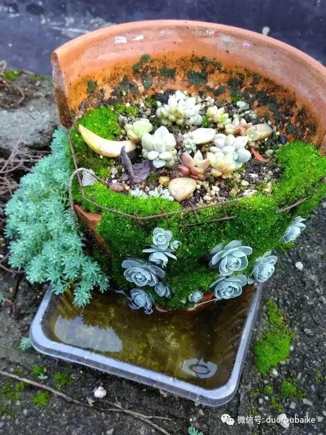 青苔覆盖多肉,青苔和多肉和平共处