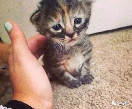 抄袭不可怕模仿不可怕,抄袭不侵权