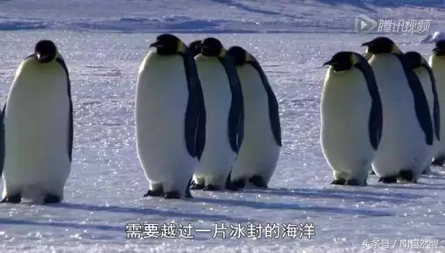 豆瓣9.7的企鹅版《无间道》，上演最萌版「原配撕小三」！