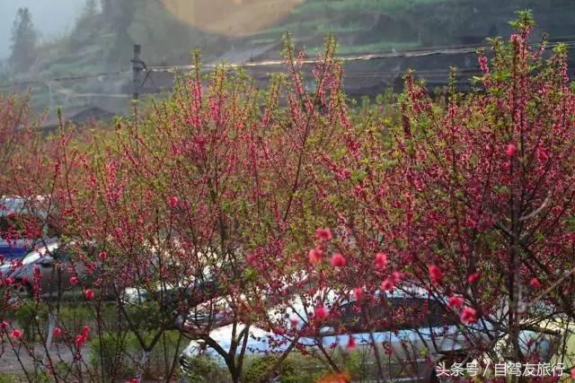 湖南赏花自驾游攻略,湖南旅游赏花攻略