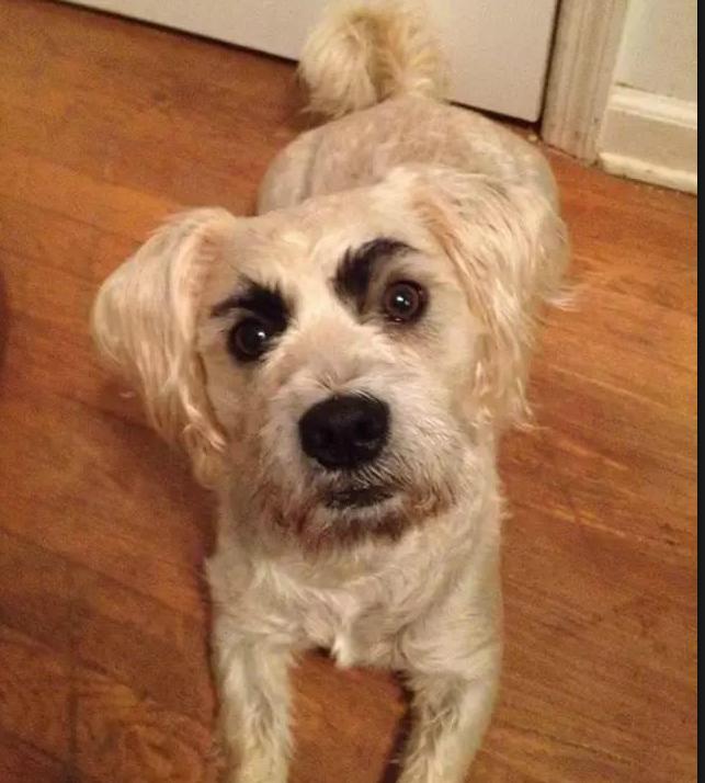 给狗狗画眉毛的视频,给狗狗画肖像笑得很开心