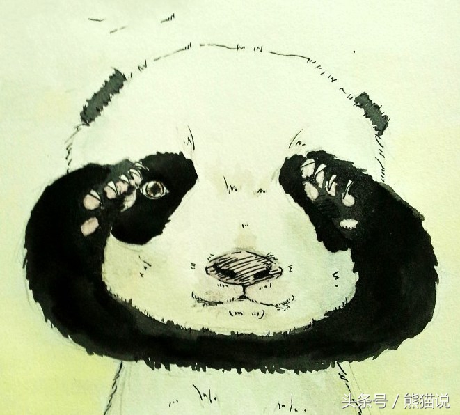 熊猫讲堂：大熊猫的爪子有几个指头，是什么形状的？