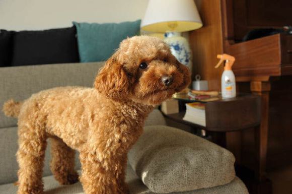 普遍的狗狗品种大全及图片,所有狗狗品种集合大全