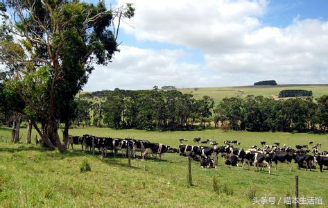 澳洲最好的婴儿奶粉是什么,真正的澳洲奶粉