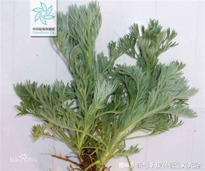 二月茵陈四月蒿包括艾蒿吗,茵陈蒿和青蒿图片