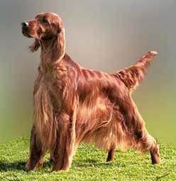 狗狗品种收集大全,收藏狗狗