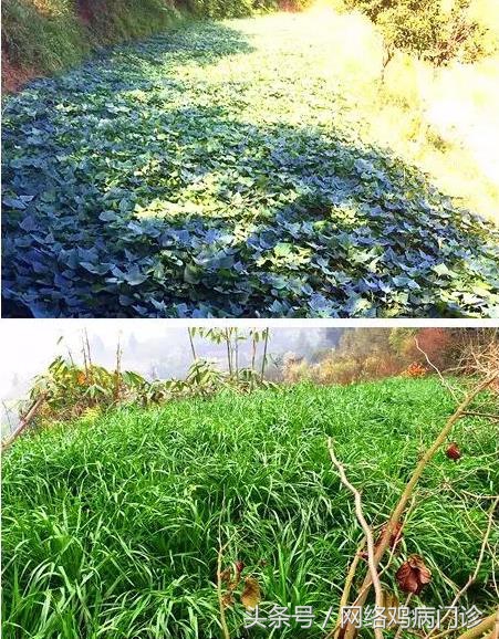 目前最好的养殖土鸡方法,土鸡养殖基础有哪些