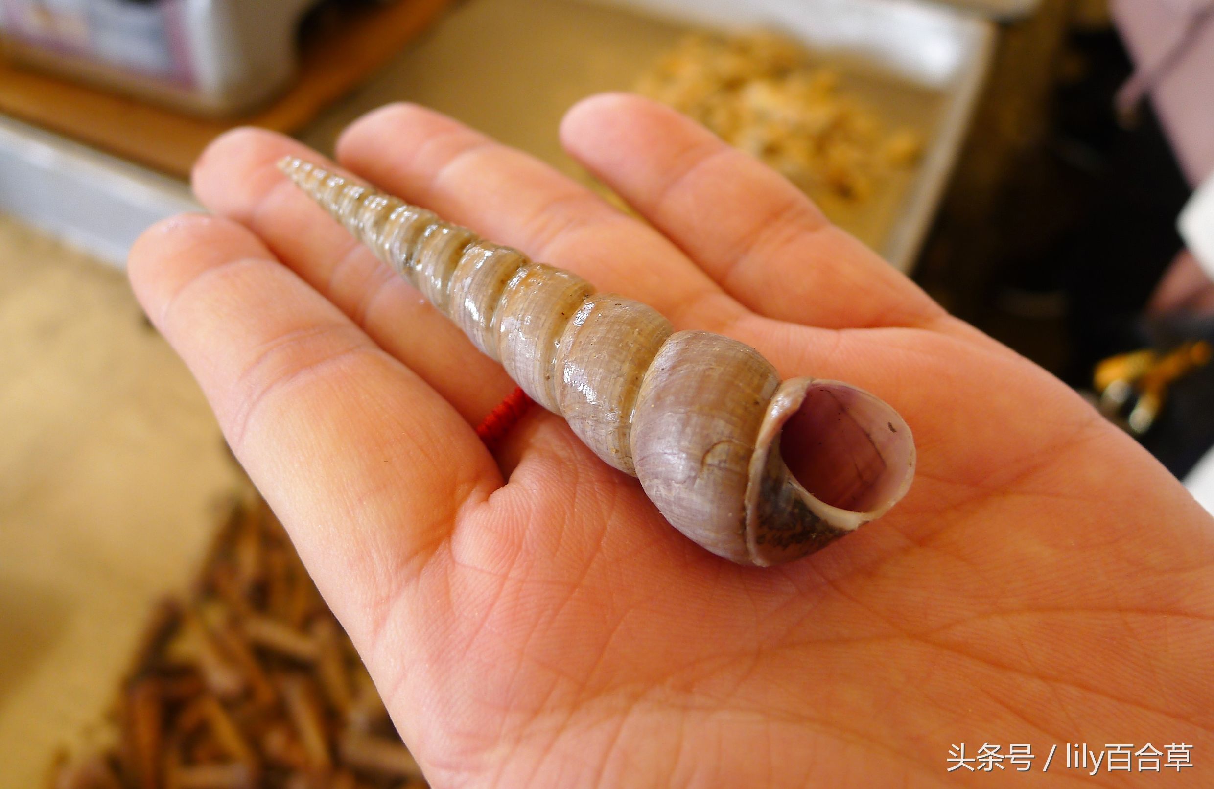 吃海鲜适合带什么,回家路上可以带海鲜吗