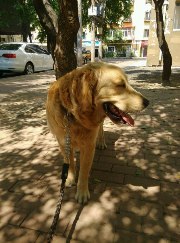 宠物腹泻科普知识,宠物腹泻是什么原因导致的