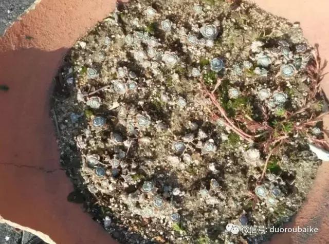 青苔覆盖多肉,青苔和多肉和平共处