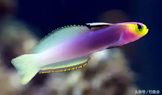 观赏鱼中的巨无霸都有哪些,土豪们的大型观赏鱼