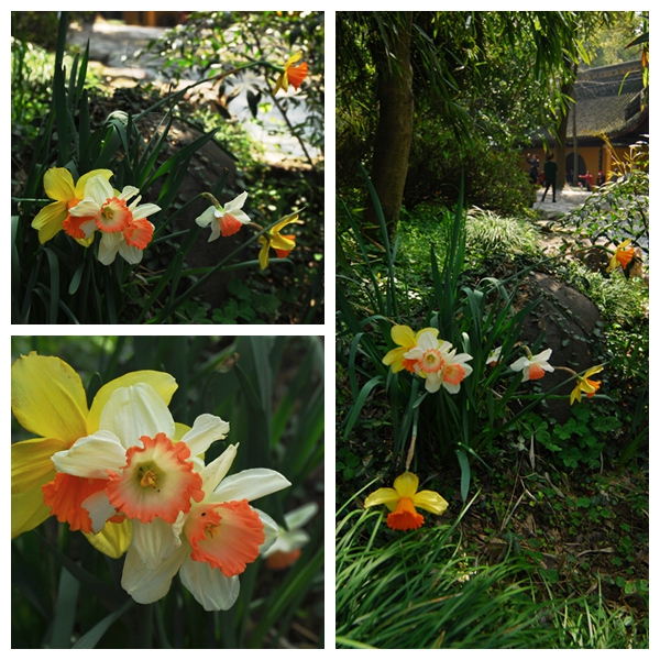 水仙花卉美图,植物水仙子图片