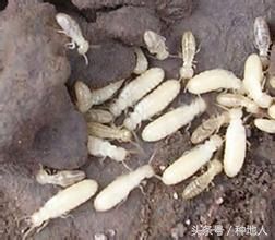 果树白蚁怎么预防,果园害虫最怕的克星