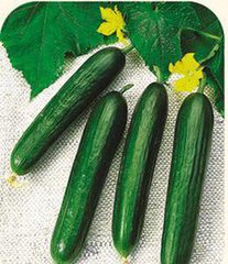 以色列的黄瓜好吃吗 (天天吃以色列黄瓜)