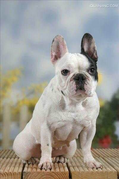 普遍的狗狗品种大全及图片,所有狗狗品种集合大全