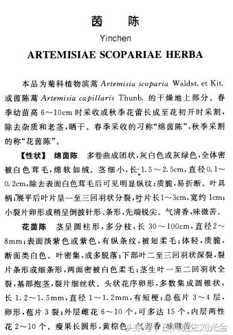 二月茵陈四月蒿包括艾蒿吗,茵陈蒿和青蒿图片